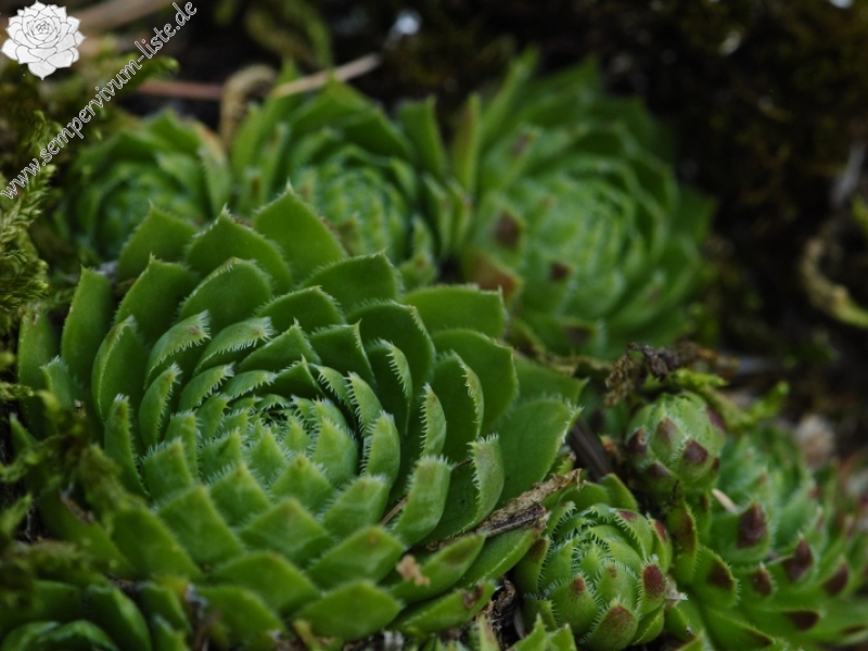 globiferum ssp. globiferum from Rabí (Líšná)