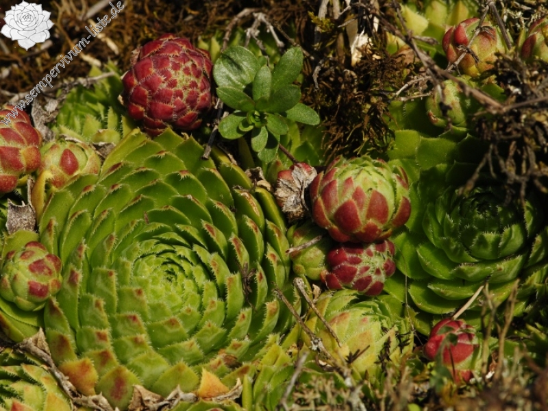 globiferum ssp. globiferum from Rabí (Březina SW)