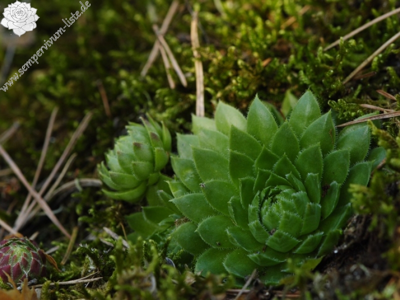 globiferum ssp. globiferum from Rabí (Líšná)