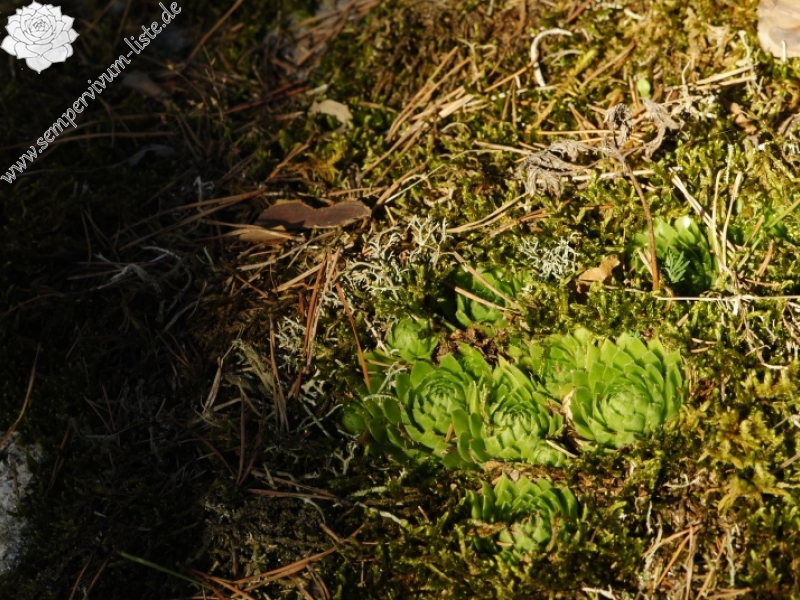 globiferum ssp. globiferum from Rabí (Líšná)