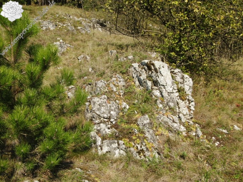 globiferum ssp. globiferum from Rabí (Březina SW)