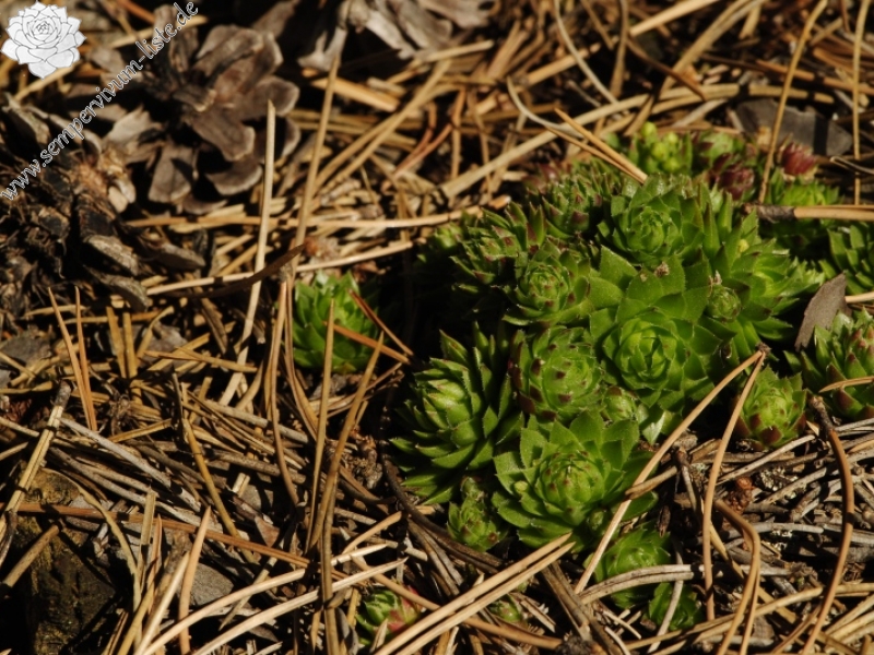 globiferum ssp. globiferum from Rabí (Všech svatých, Kapelle)