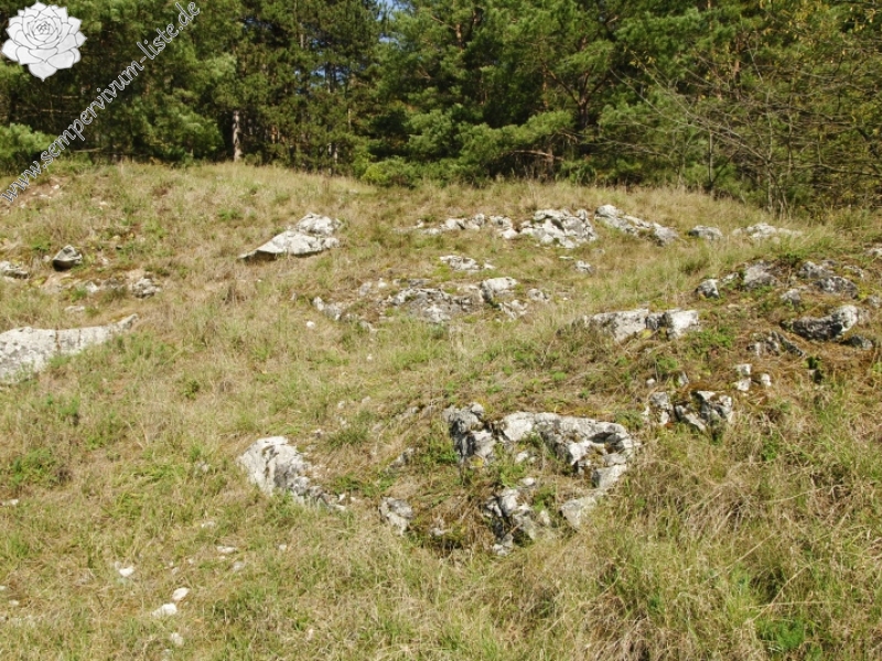 globiferum ssp. globiferum from Rabí (Březina SW)