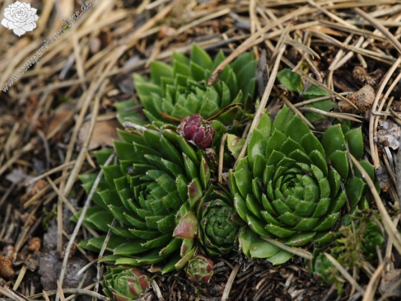 globiferum ssp. globiferum from Rabí (Všech svatých, Kapelle)
