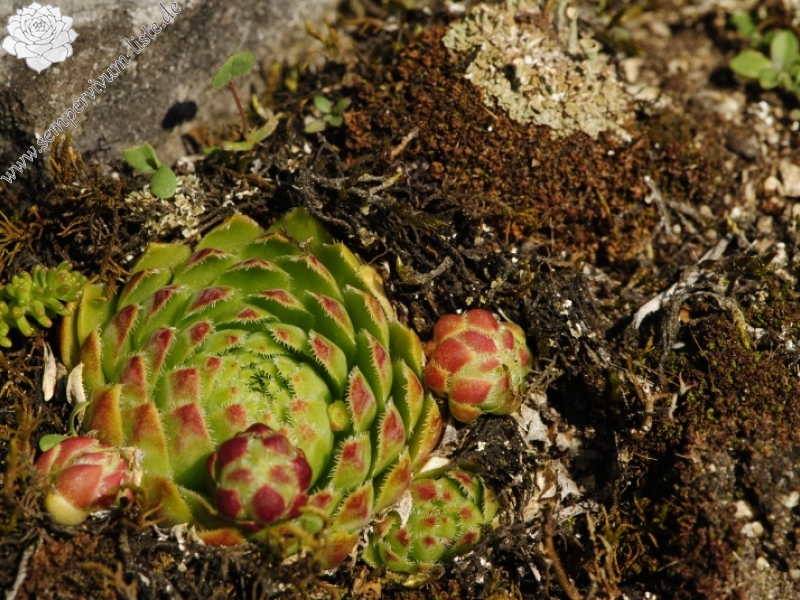 globiferum ssp. globiferum from Rabí (Březina SW)