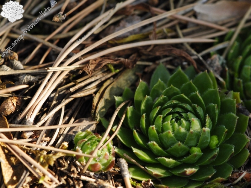 globiferum ssp. globiferum from Rabí (Všech svatých, Kapelle)
