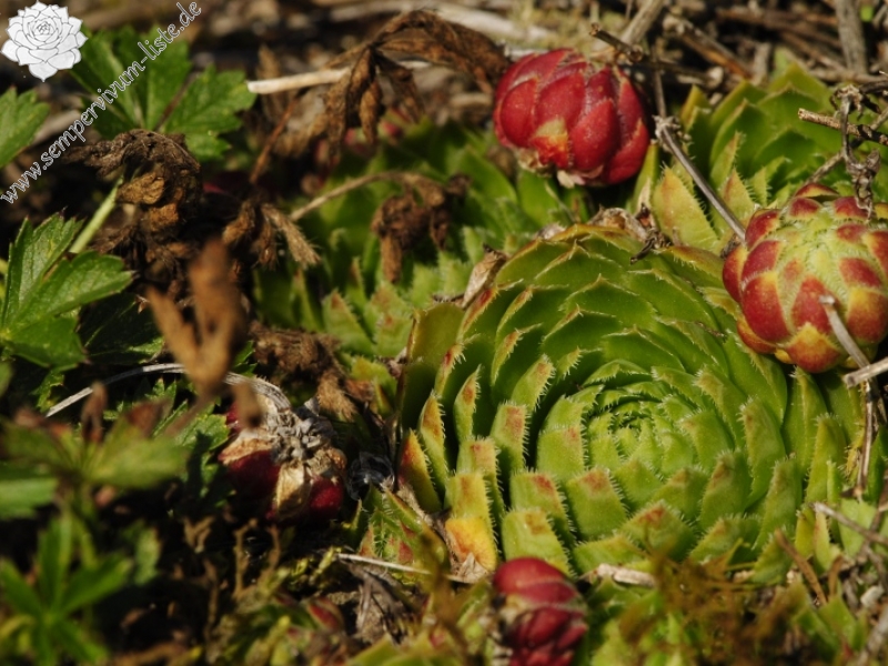 globiferum ssp. globiferum from Rabí (Březina SW)