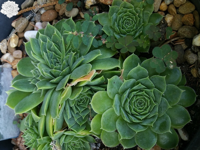 Green Luca / Jovi