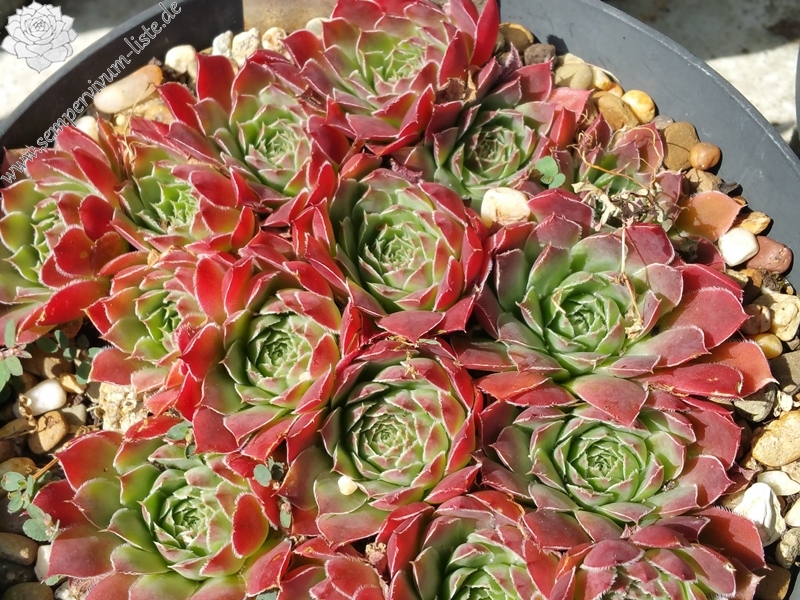 Greenish Red / Jovi
