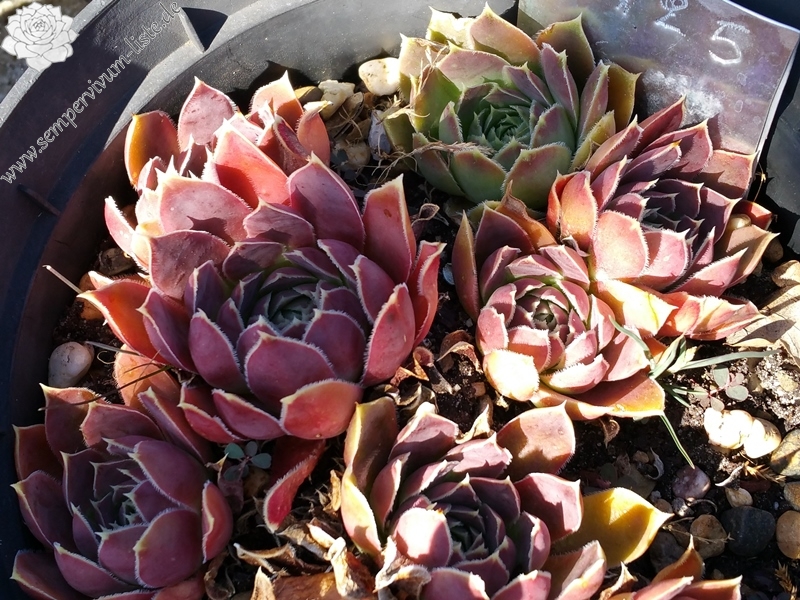 Helen von Stein / Jovi