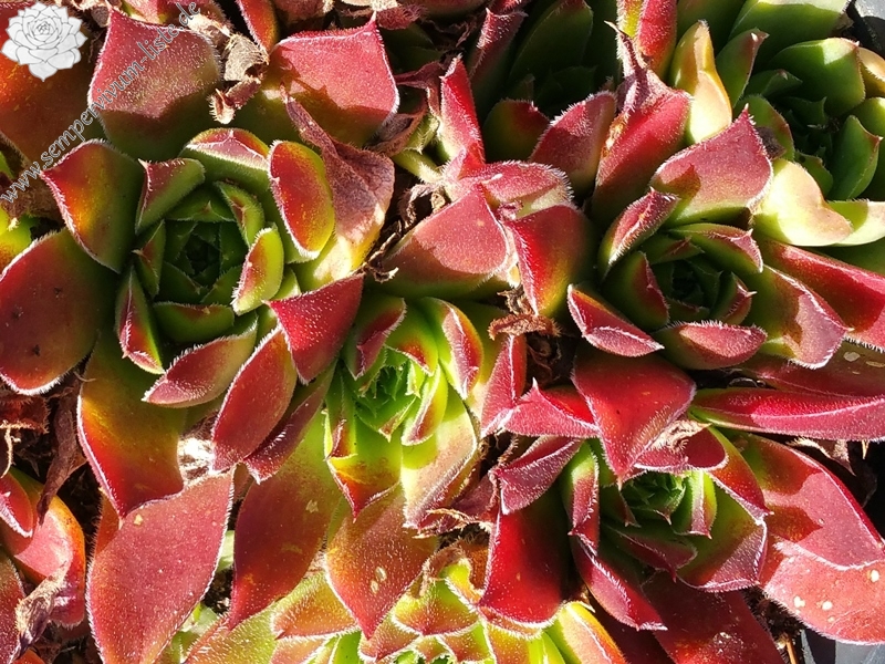 Hortensia / Jovi