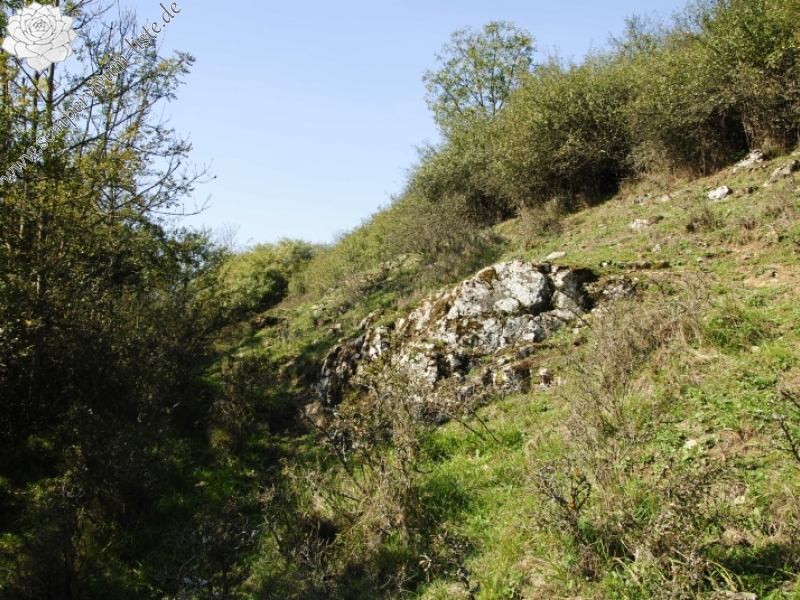 globiferum ssp. globiferum from Rabí (Podrabský mlýn)