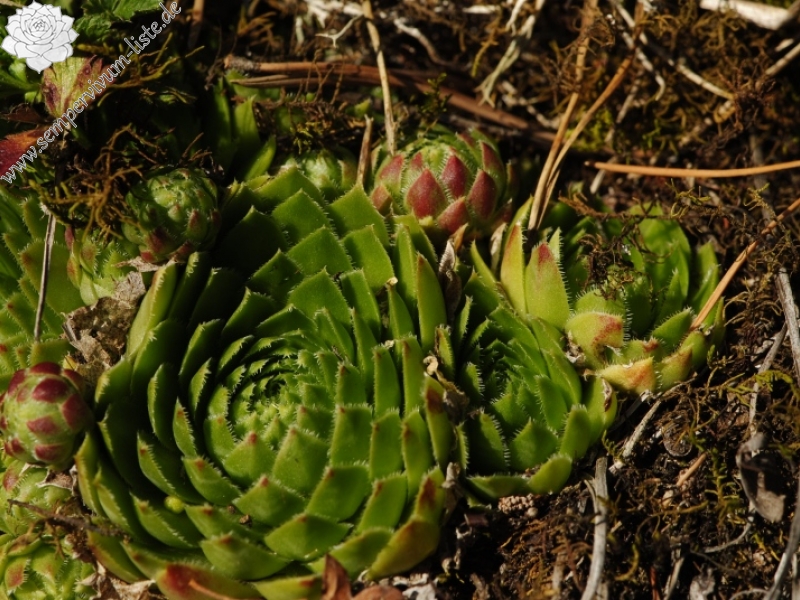 globiferum ssp. globiferum from Rabí (Straße, SW)