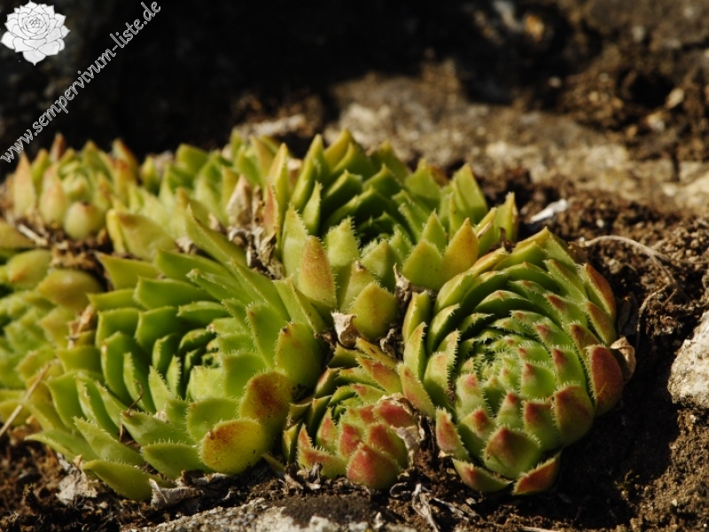 globiferum ssp. globiferum from Rabí (Podrabský mlýn)