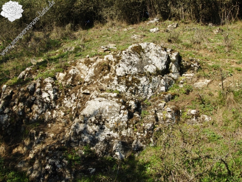 globiferum ssp. globiferum from Rabí (Podrabský mlýn)