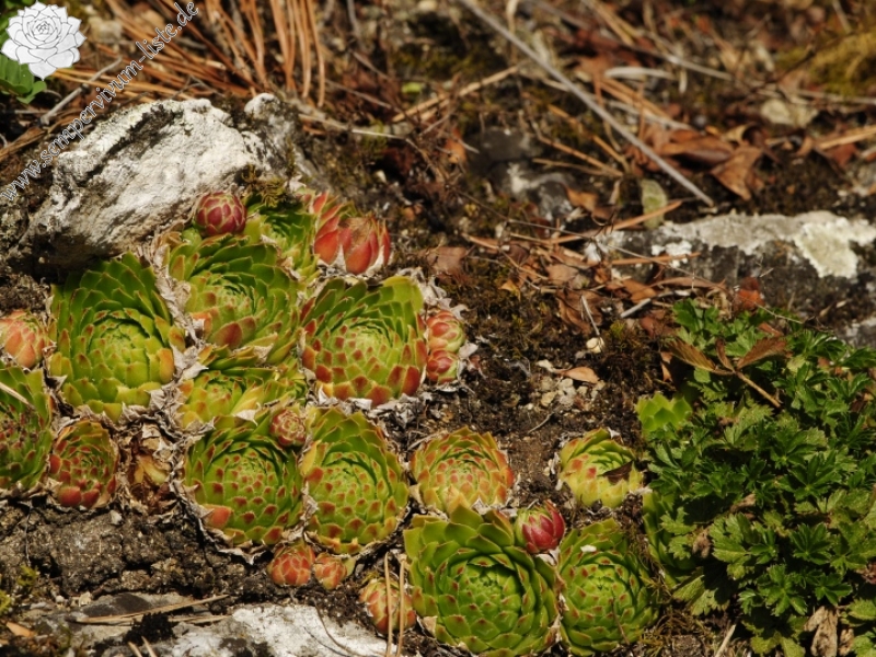 globiferum ssp. globiferum from Rabí (Straße, SW)