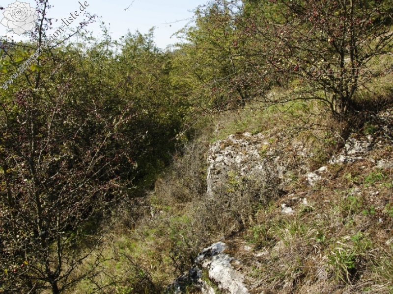 globiferum ssp. globiferum from Rabí (Straße, SW)
