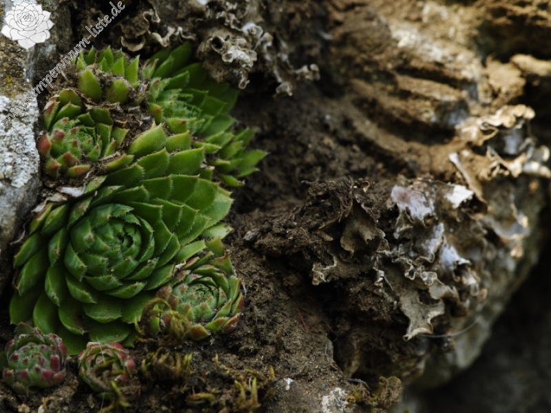 globiferum ssp. globiferum from Rabí (Podrabský mlýn)