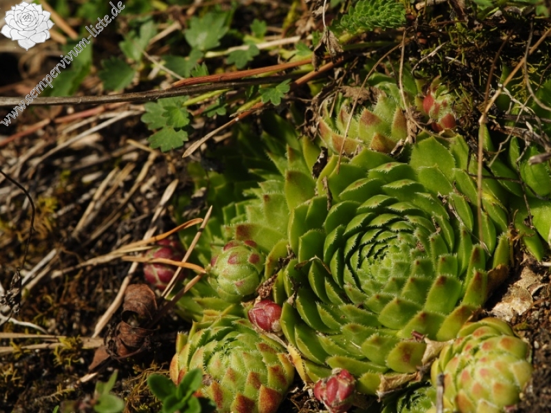 globiferum ssp. globiferum from Rabí (Straße, SW)