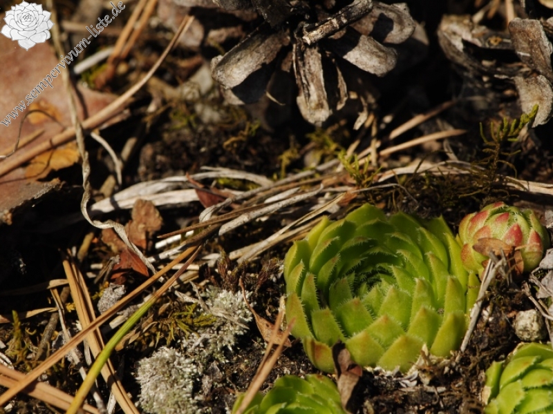 globiferum ssp. globiferum from Rabí (Straße, SW)