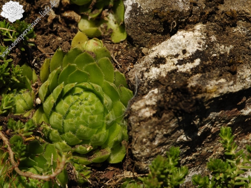 globiferum ssp. globiferum from Rabí (Podrabský mlýn)