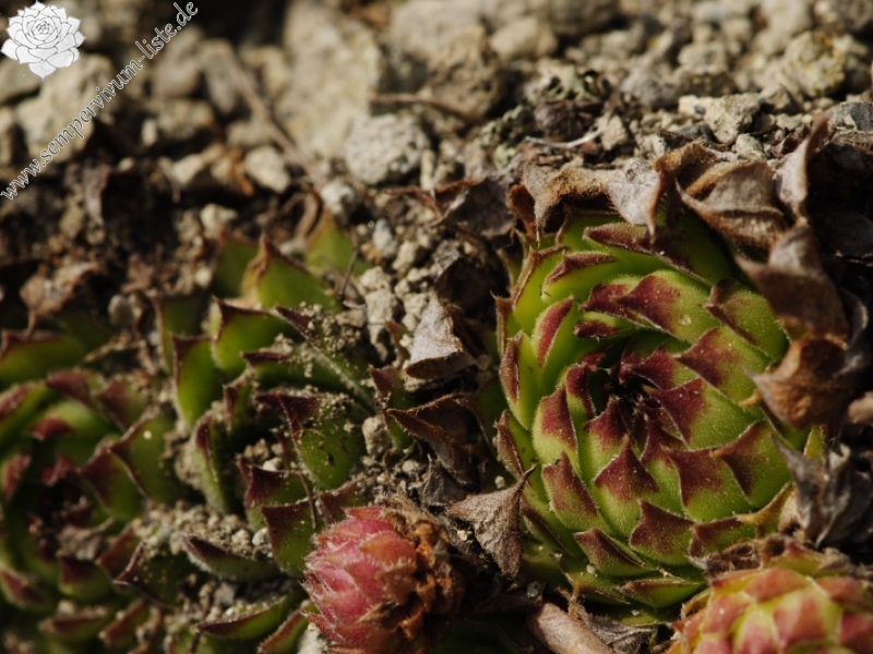 Sempervivum marmoreum ssp. matricum from Kováčovské kopce (Skaly)