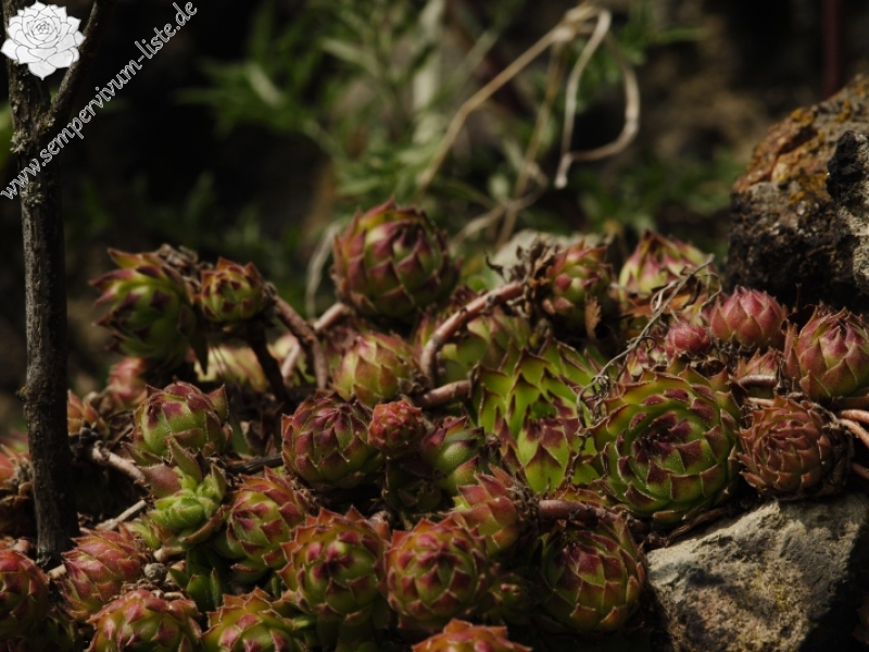 Sempervivum marmoreum ssp. matricum from Kováčovské kopce (Skaly)