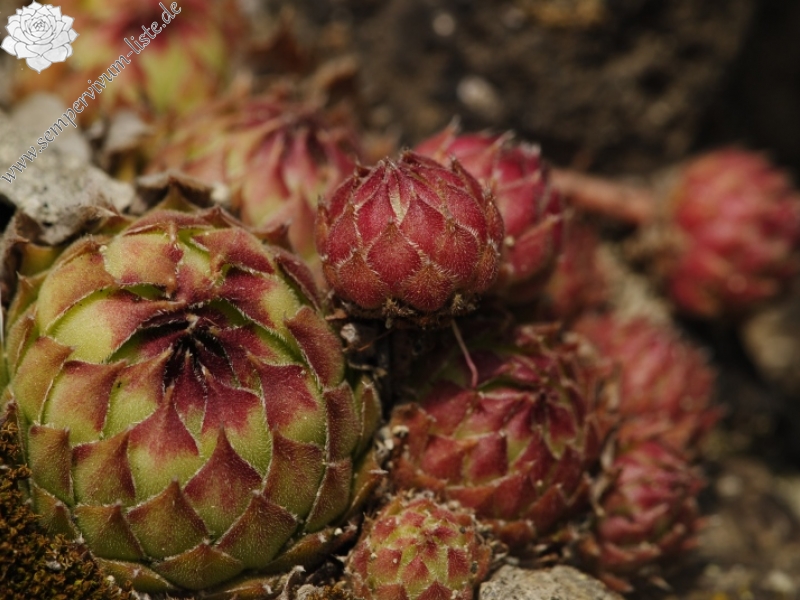 Sempervivum marmoreum ssp. matricum from Kováčovské kopce (Skaly)