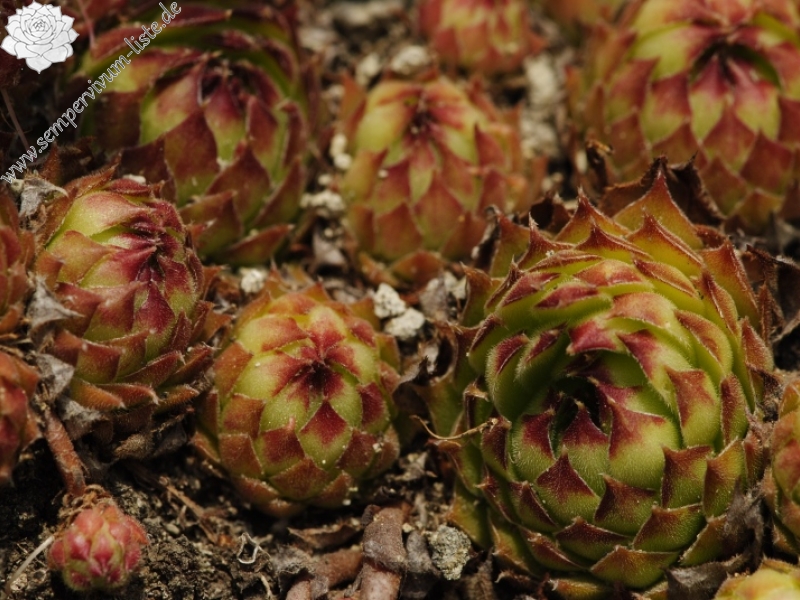Sempervivum marmoreum ssp. matricum from Kováčovské kopce (Skaly)
