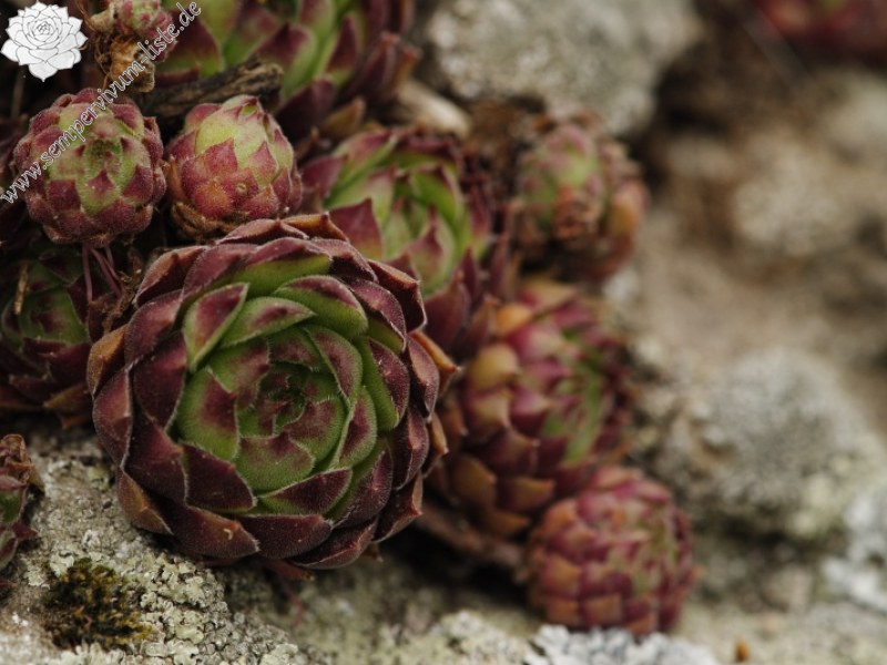 marmoreum ssp. matricum from Kováčovské kopce (Kováčov, Eisenbahn)