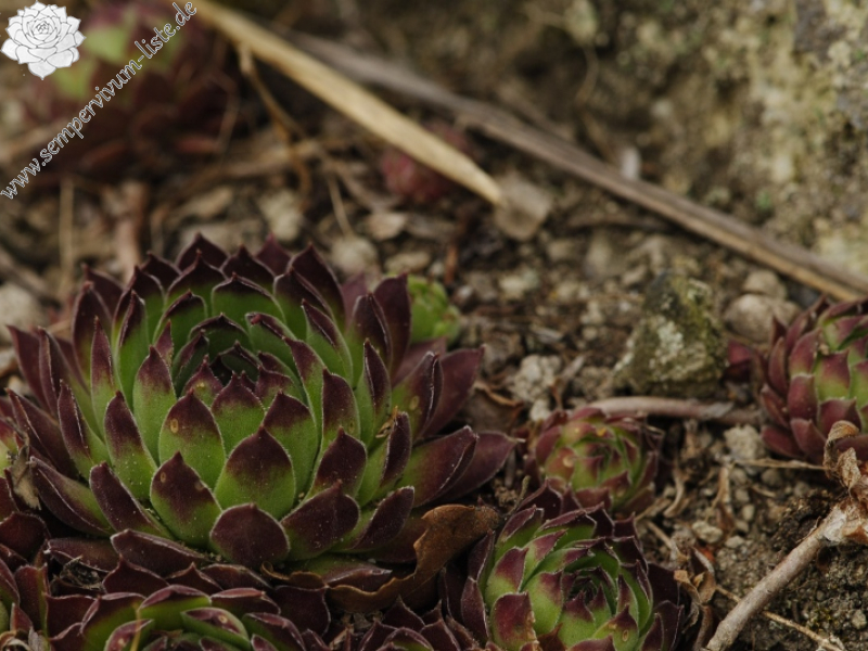 marmoreum ssp. matricum from Kováčovské kopce (Kováčov, Eisenbahn)