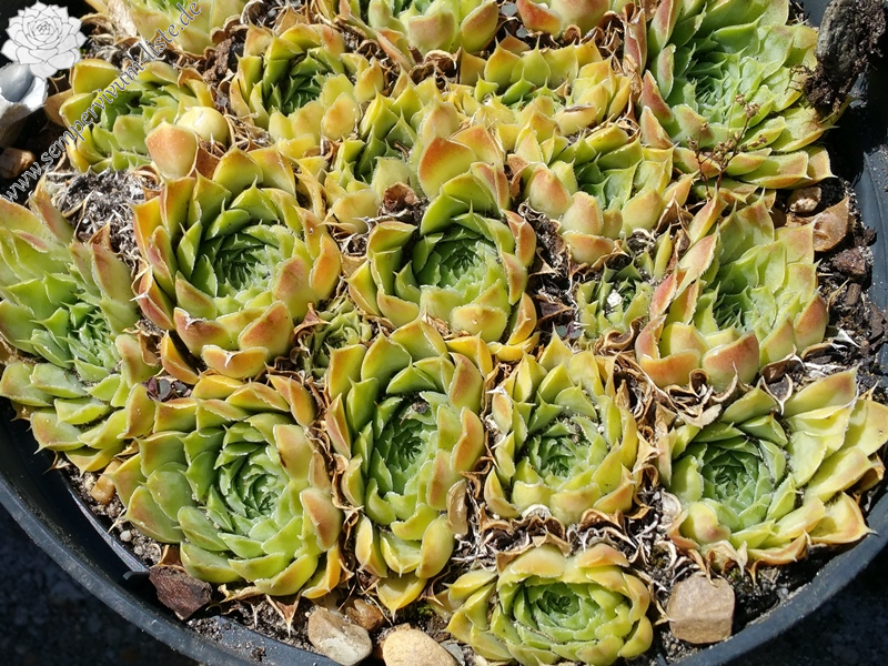 Silver Dancer / Jovi