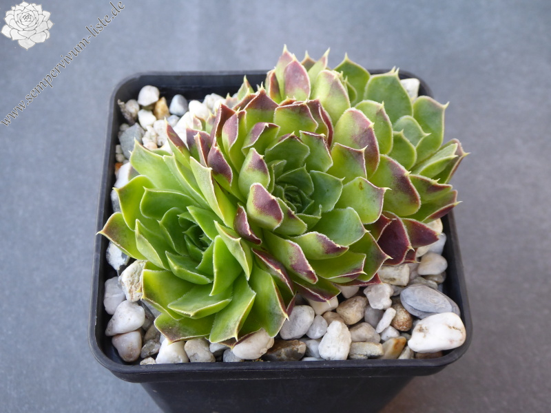 Golden Suzanna / Jovi