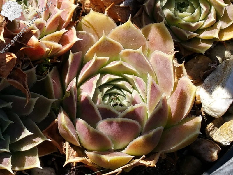 Suntan / Jovi ( II )