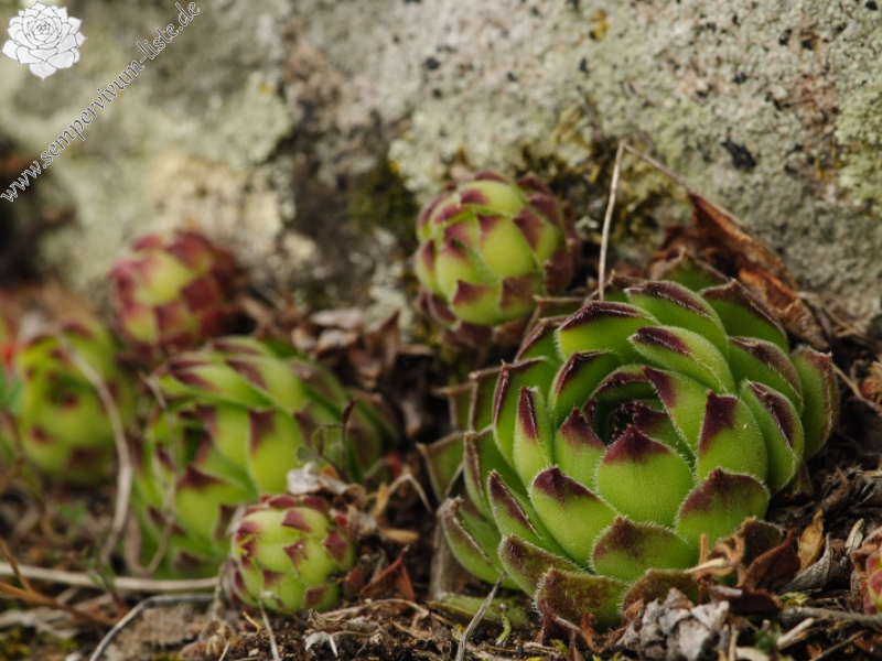 marmoreum ssp. matricum from Visegrád, unter der Burg