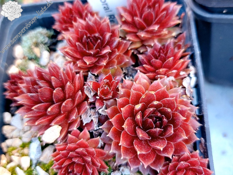 Coral Red®