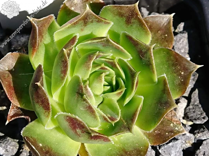 Xainte