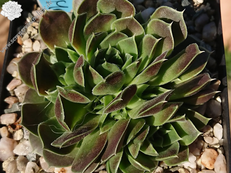 Missisippi