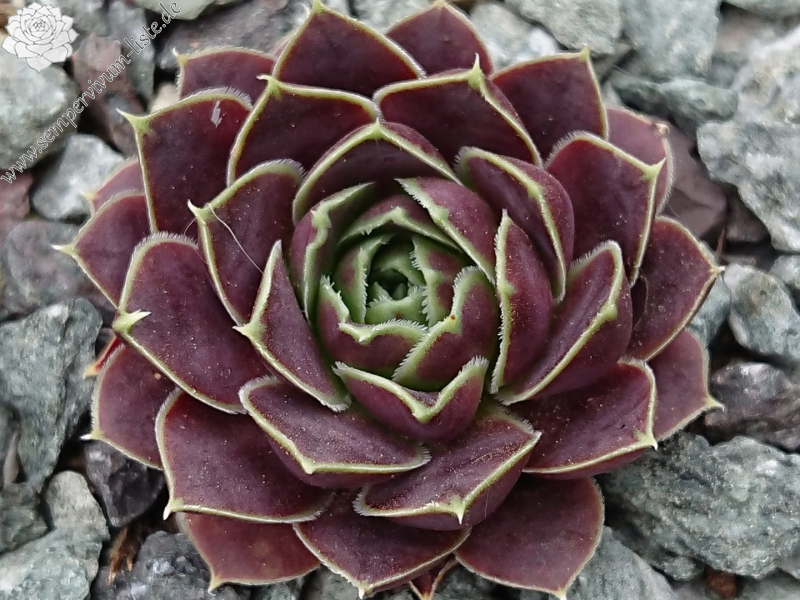 New Korspel 