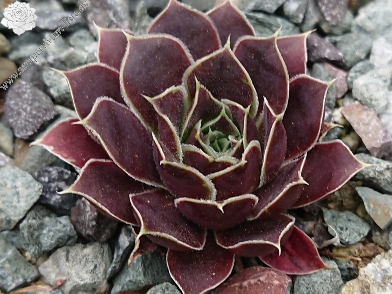 Novarupta