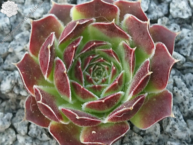 Nursery Ploeger