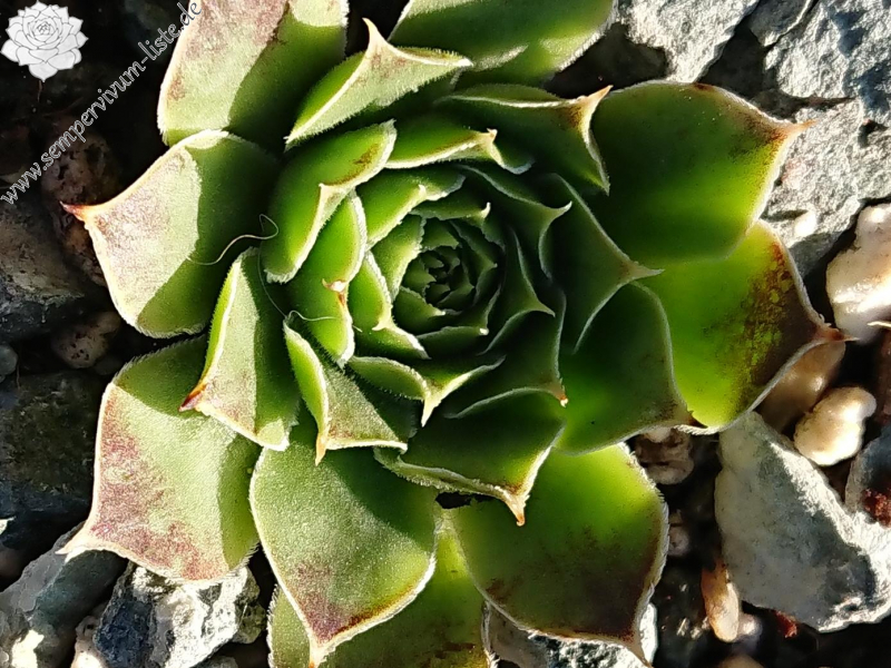 Nursery Ploeger