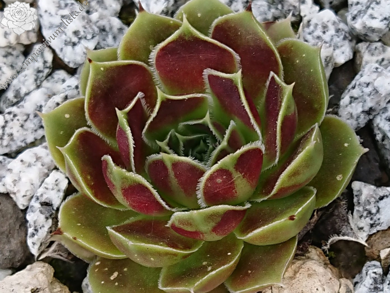 Springwood Pink