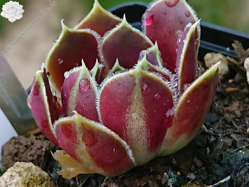 Springwood Pink