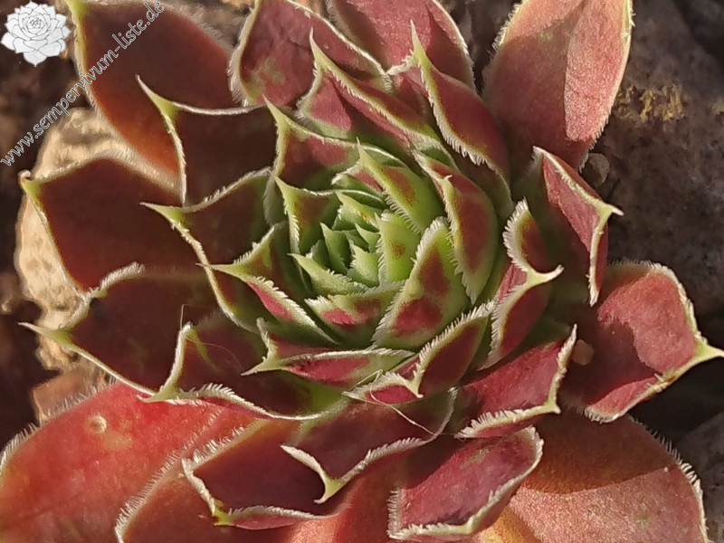 Springwood Pink