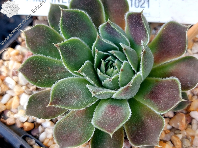 Pimpinelle / Jovi