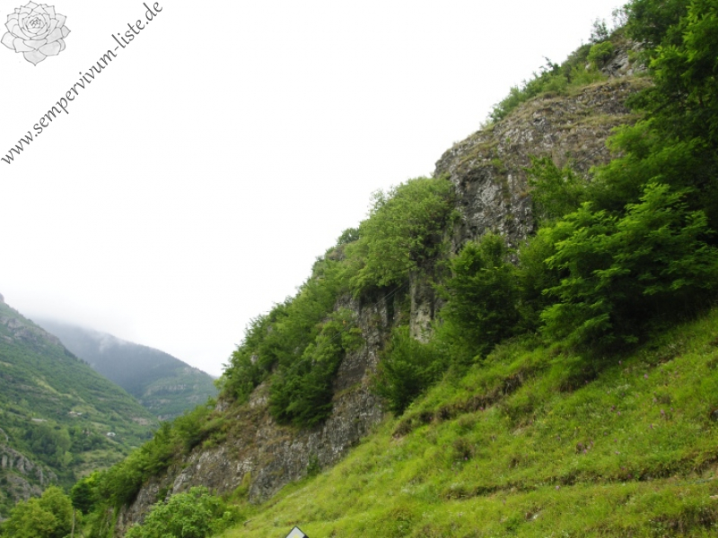 armenum var. armenum from Çatak