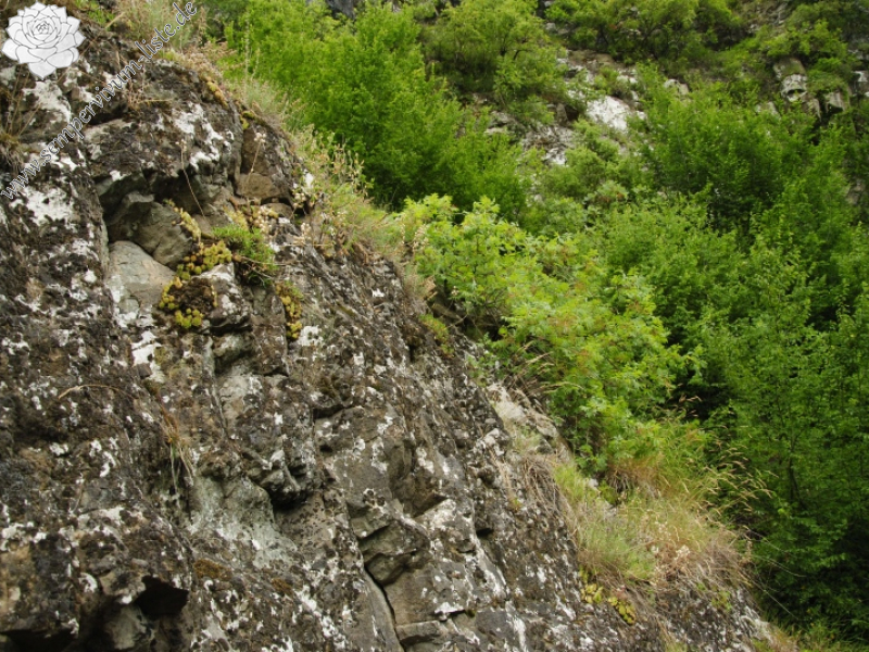 armenum var. armenum from Çatak
