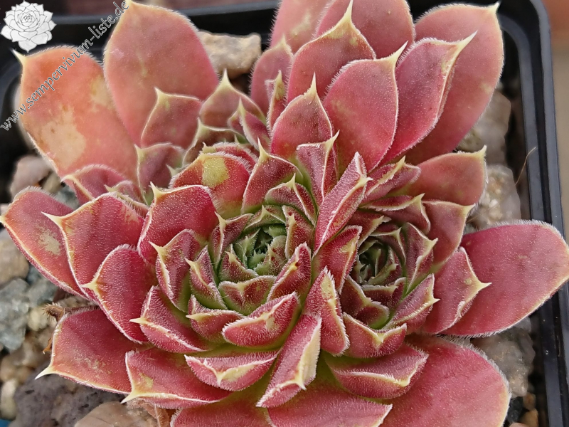 Altair / Jovi ( II )