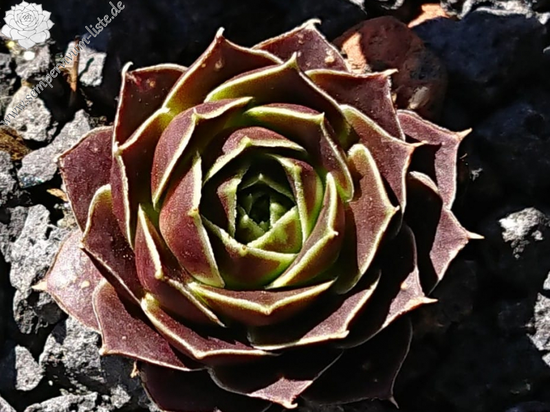 Antigua